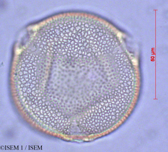ISEM 1/Apodanthera_ferreyrana_28086/Apodanthera_ferreyrana_28086_0001(copy)_thumb.jpg